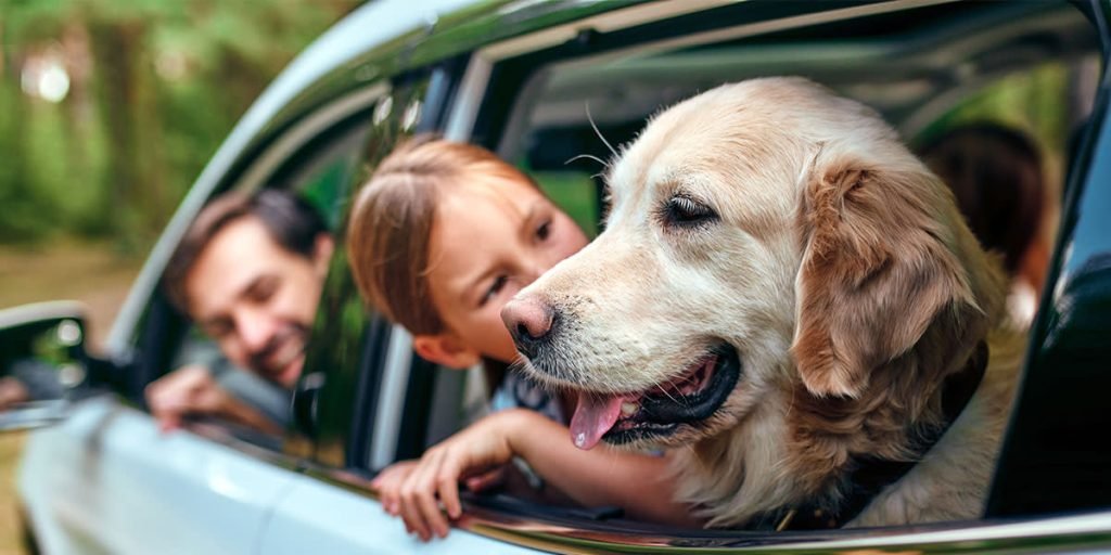 How Do I Know If My Dog Is Overweight?