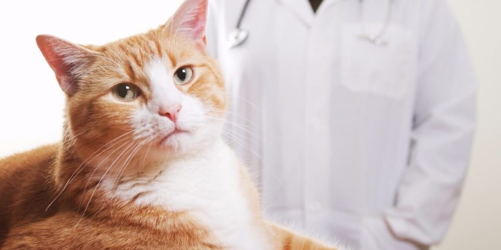 Litter Train a Kitten