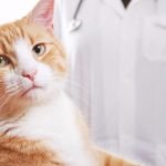 Litter Train a Kitten