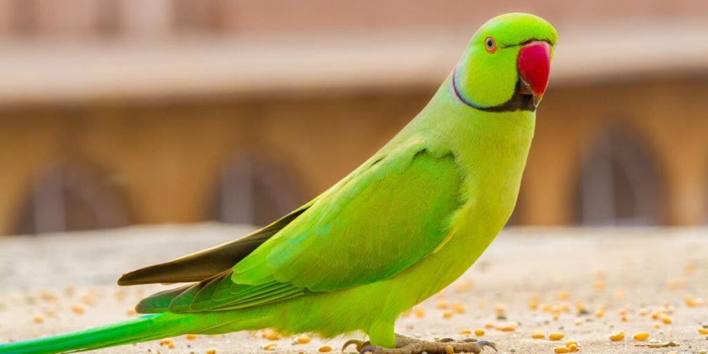 What Are the Signs of a Happy Parakeet?