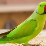 What Are the Signs of a Happy Parakeet?