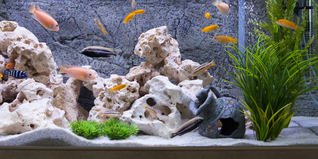 How Often Should I Clean My Aquarium?