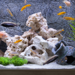 How Often Should I Clean My Aquarium?