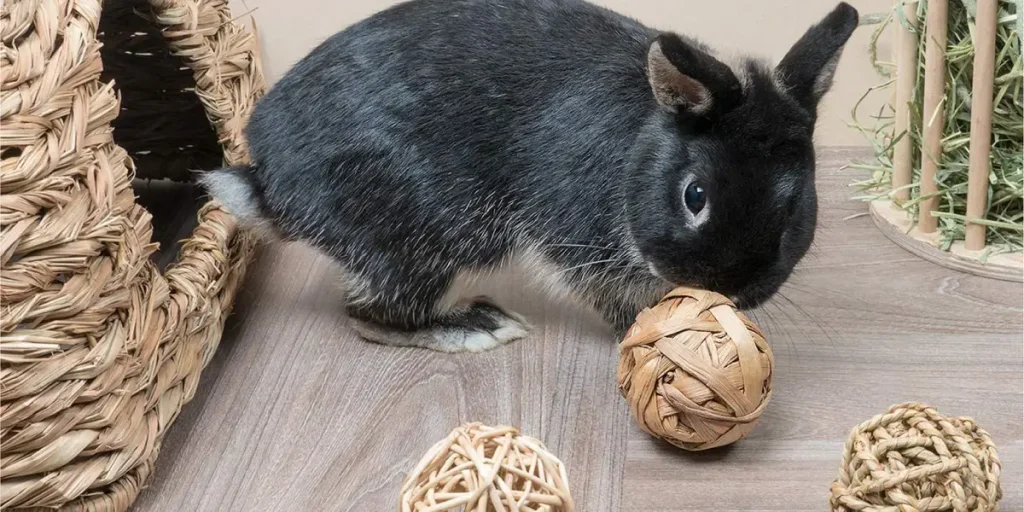 How Do I Know If My Pet Is Overheating?