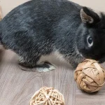 How Do I Know If My Pet Is Overheating?