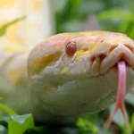 Why Is My Snake Refusing Food?