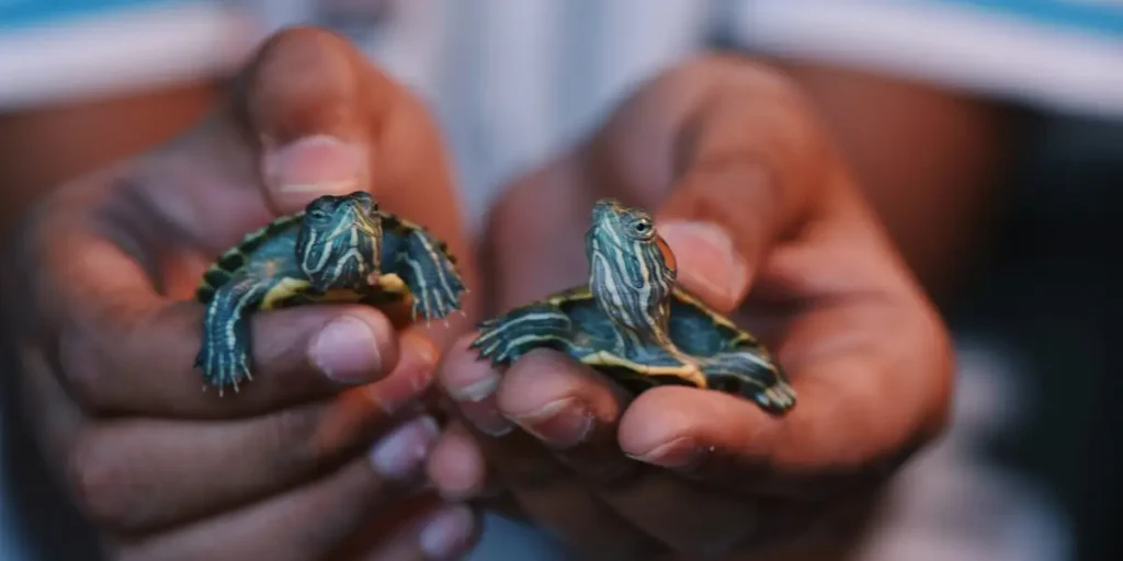 How Long Can a Turtle Live in Captivity?