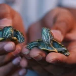 How Long Can a Turtle Live in Captivity?