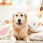 How Often Should I Bathe My Dog?