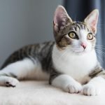 Why Is My Cat Sleeping on My Head?