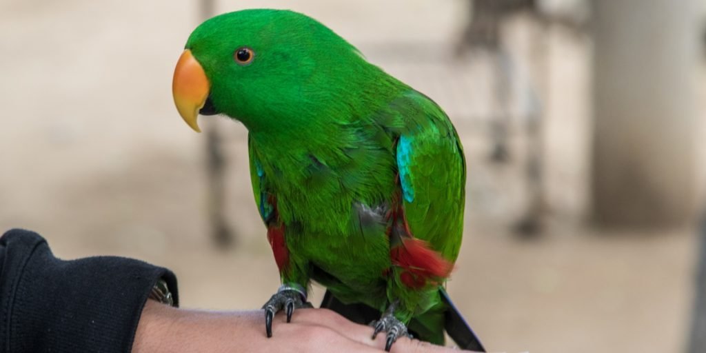 How Can I Teach My Bird to Talk?