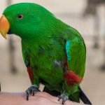 How Can I Teach My Bird to Talk?