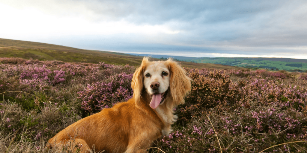 Why Is My Dog’s Nose Dry?