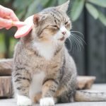 Can I Give My Pet Human Food Safely?