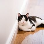 Why Is My Cat Always Hiding?