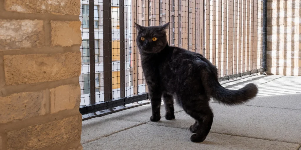 Why Is My Cat Meowing So Much?