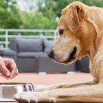 What Does It Mean When a Dog Licks Your Hand?