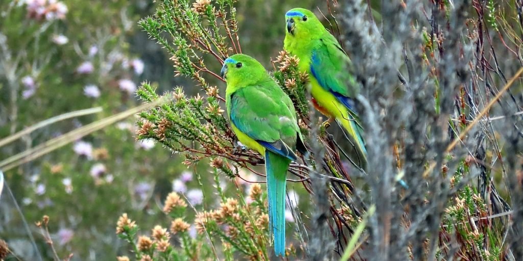 How Do I Stop My Bird from Escaping Its Cage?