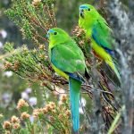 How Do I Stop My Bird from Escaping Its Cage?