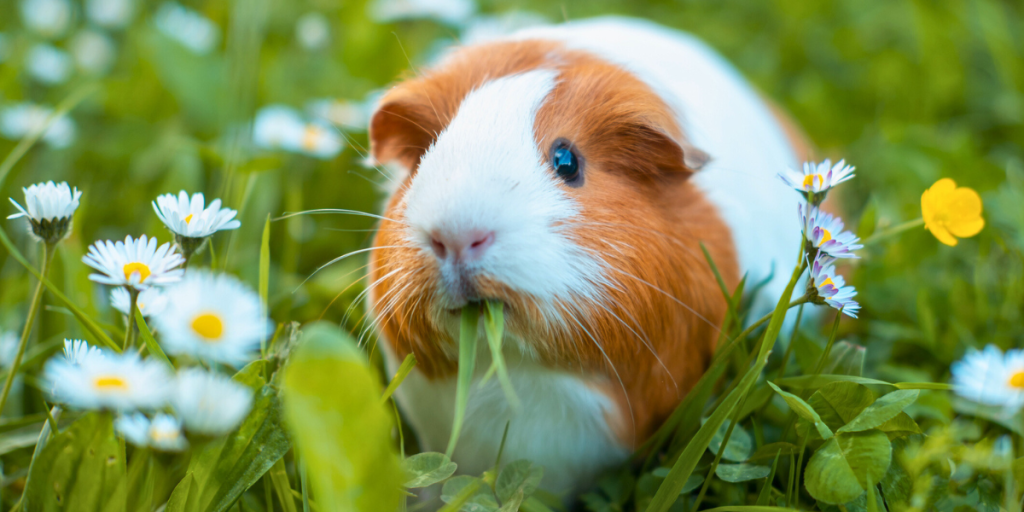 Why Does My Guinea Pig Make High-Pitched Noises?