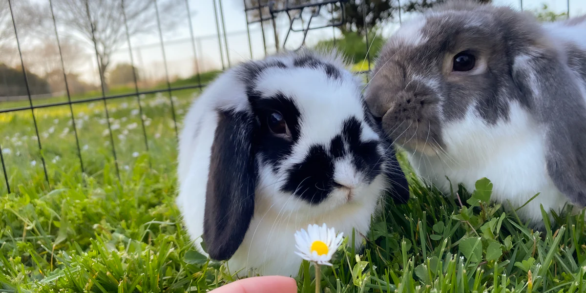 Why Is My Rabbit Thumping Its Feet? Meaning & What You Should Do