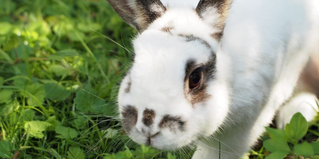 How Do I Litter Train a Bunny?