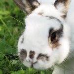 How Do I Litter Train a Bunny?