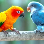 How Often Should I Clean My Bird’s Cage?