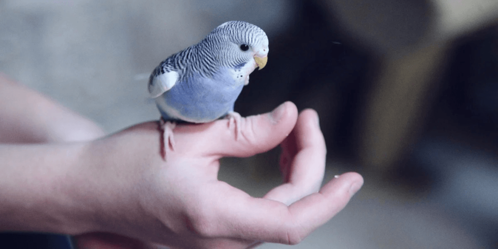 What’s the Best Way to Bond with a New Bird?
