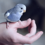 What’s the Best Way to Bond with a New Bird?