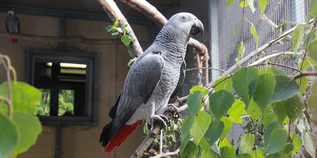 Why Is My Parrot Plucking Its Feathers?