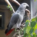 Why Is My Parrot Plucking Its Feathers?