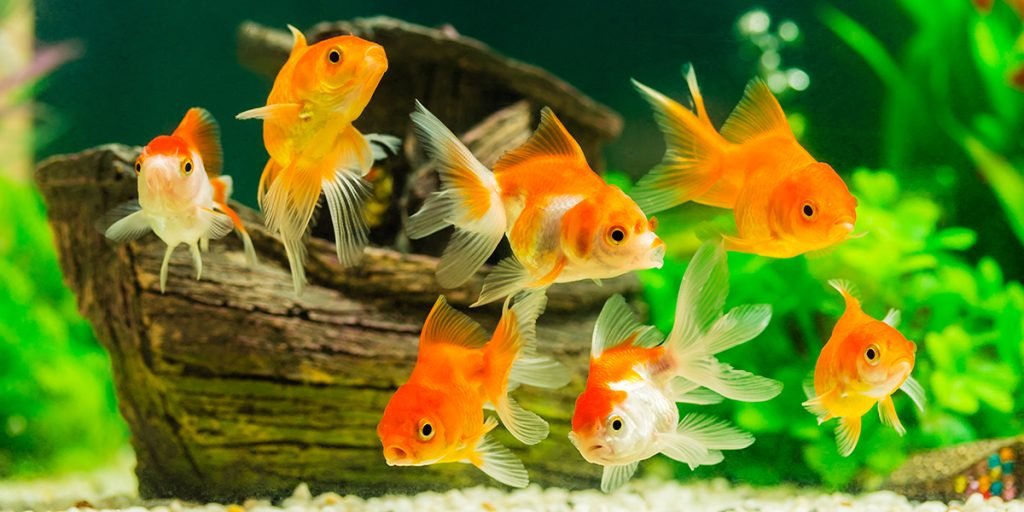 Why Are My Fish Fighting?