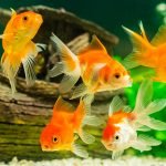 Why Are My Fish Fighting?