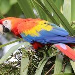 How Do I Know If My Bird Is Sick?