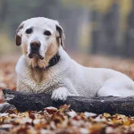 Why Does My Dog Chew on Furniture?