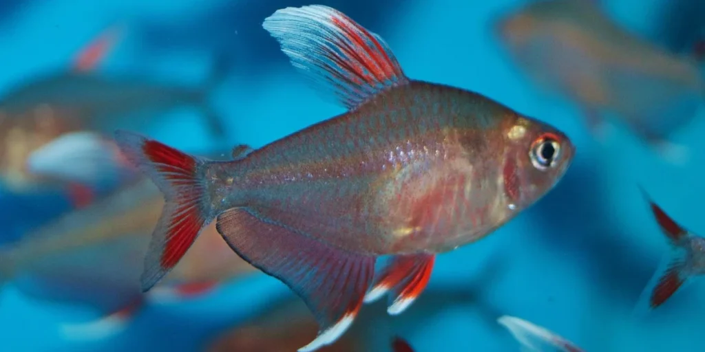 How Do I Introduce New Fish Safely?