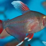 How Do I Introduce New Fish Safely?