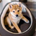 Why Does My Dog Sleep So Much?