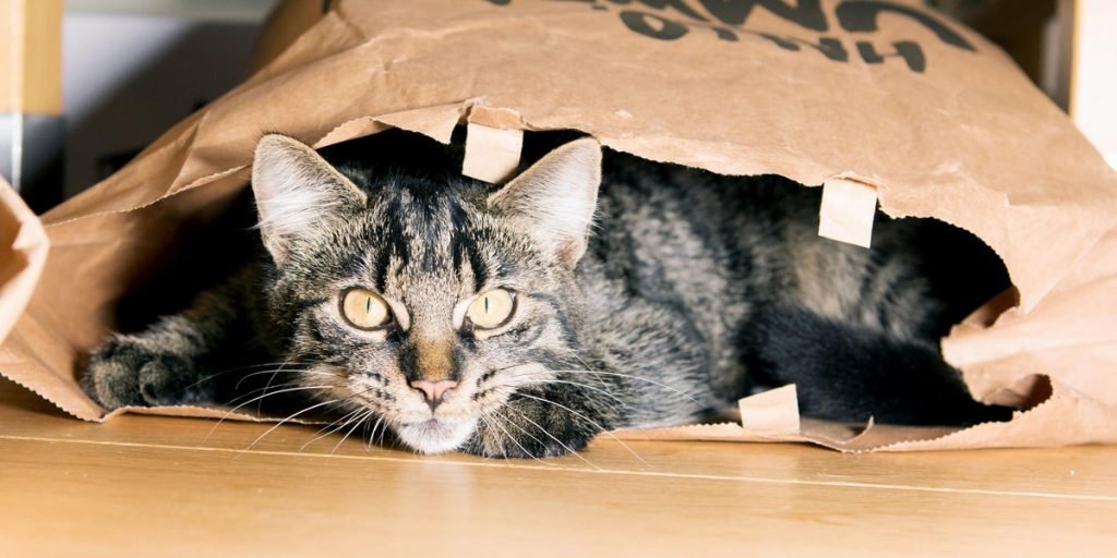 What Does It Mean When a Cat Brings You a Gift