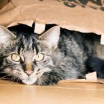 What Does It Mean When a Cat Brings You a Gift