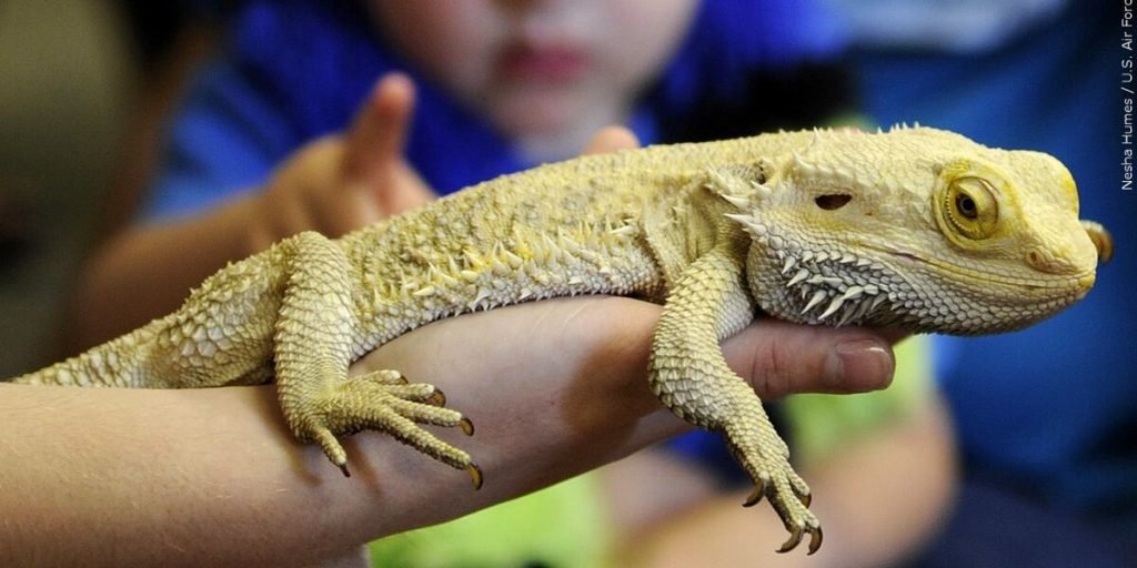 What Lighting Does My Bearded Dragon Need?