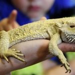 What Lighting Does My Bearded Dragon Need?