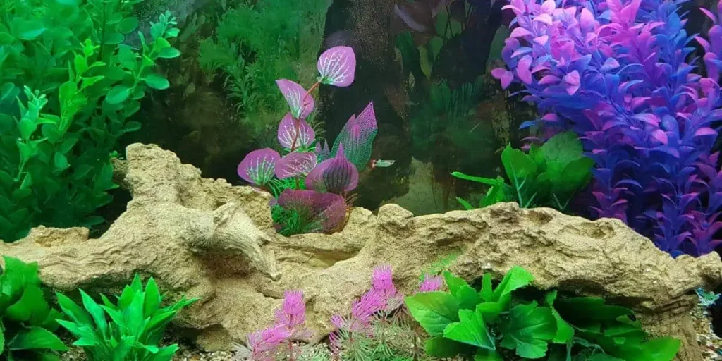 Why Is My Fish Tank Water Cloudy?