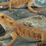 What’s the Best Diet for a Pet Lizard?