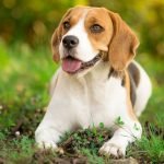 How Can I Tell If My Dog Is Happy?