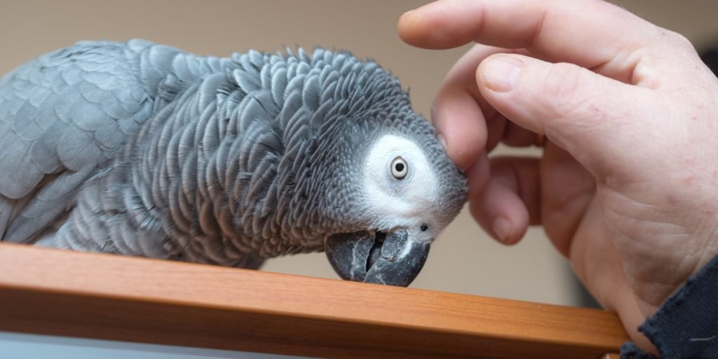 Can Birds Recognize Their Owners?