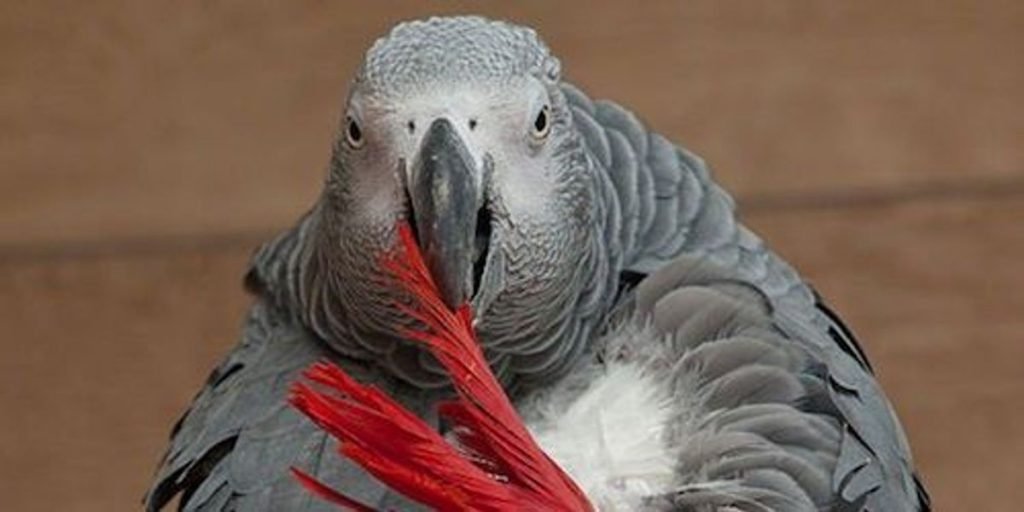 How Much Sunlight Does My Bird Need