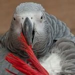 How Much Sunlight Does My Bird Need