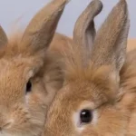 How Do I Introduce a New Pet to the Household?